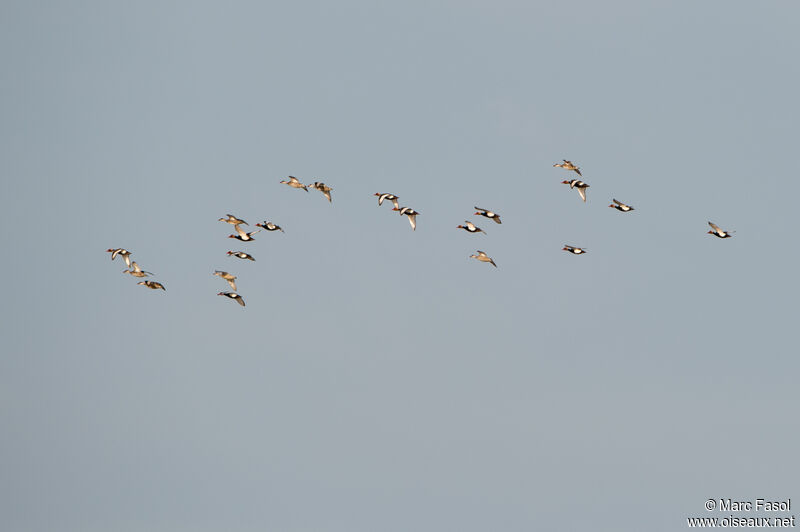 Red-crested Pochard, Flight