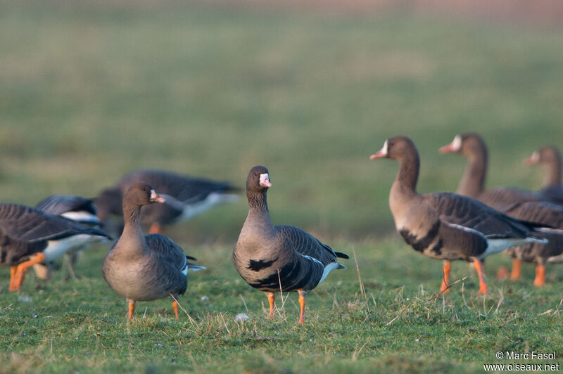 Greater White-fronted Gooseadult post breeding