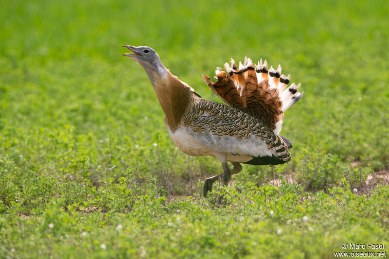 Great Bustard male adult, identification, courting display