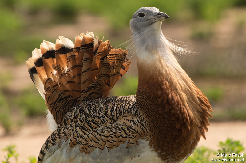 Great Bustard male adult breeding, courting display