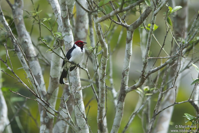 Red-capped Cardinaladult