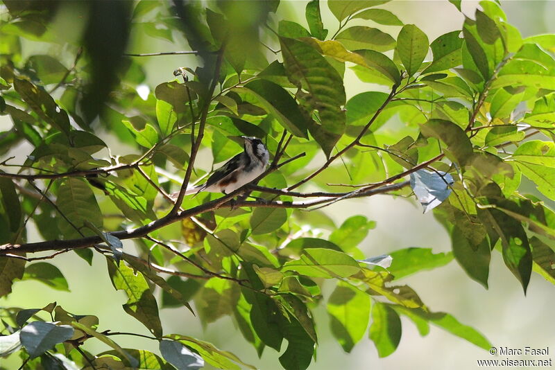 Chestnut-sided Warbler male adult breeding, identification