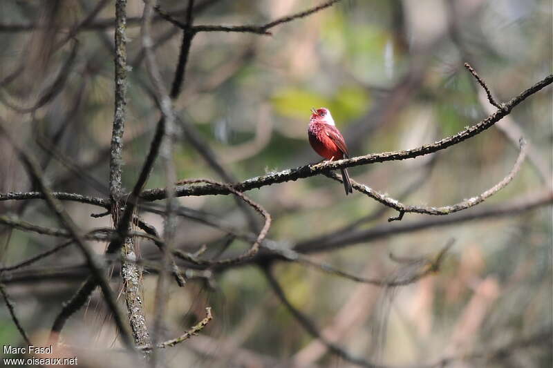 Pink-headed Warbler male adult breeding, habitat, pigmentation, song