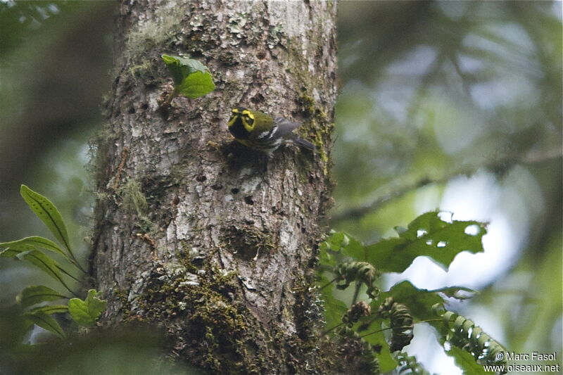 Townsend's Warbler male adult breeding, identification