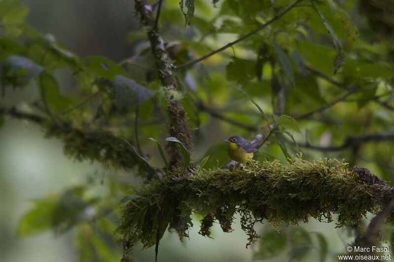 Canada Warbler female adult, identification