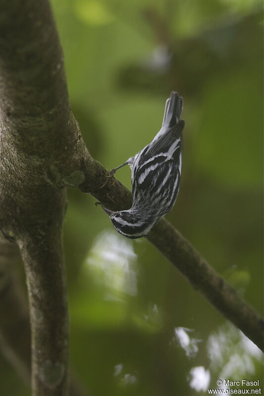 Black-and-white Warbler male adult, identification, feeding habits, Behaviour