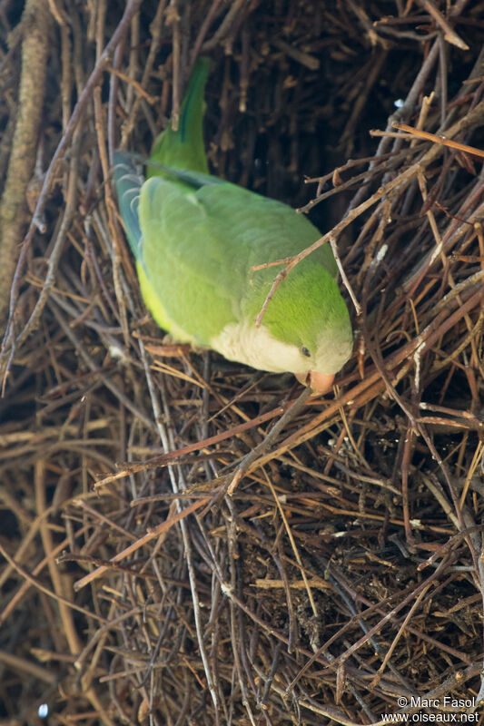 Monk Parakeetadult, identification, Reproduction-nesting