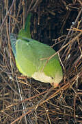 Monk Parakeet