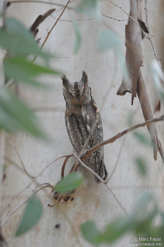 Eurasian Scops Owl male adult breeding, identification, camouflage, Behaviour