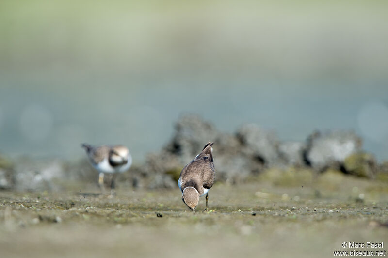 Little Ringed Plover, identification, fishing/hunting