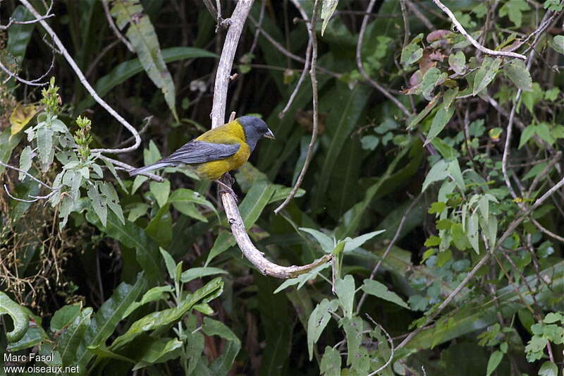 Peruvian Sierra Finch male adult
