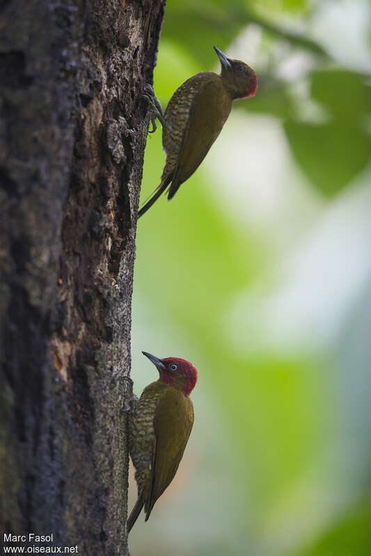 Rufous-winged Woodpecker female adult, identification