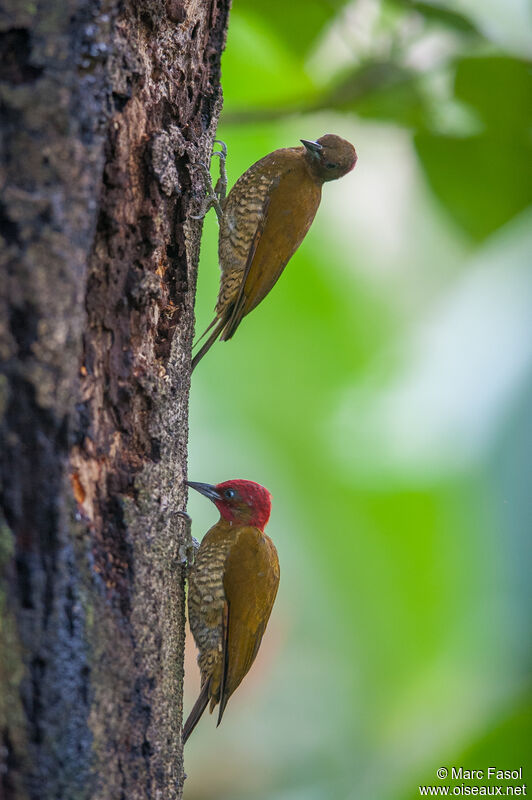 Rufous-winged Woodpeckeradult breeding, feeding habits