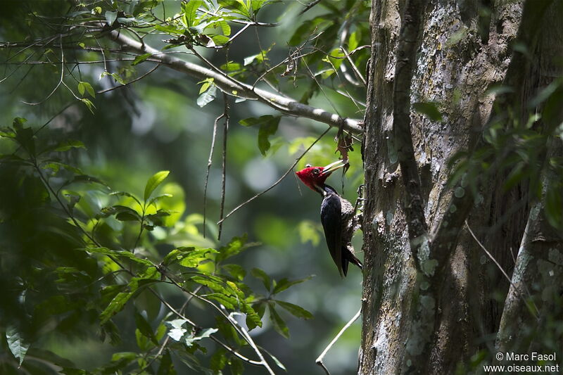 Pale-billed Woodpecker male adult breeding, identification, Behaviour