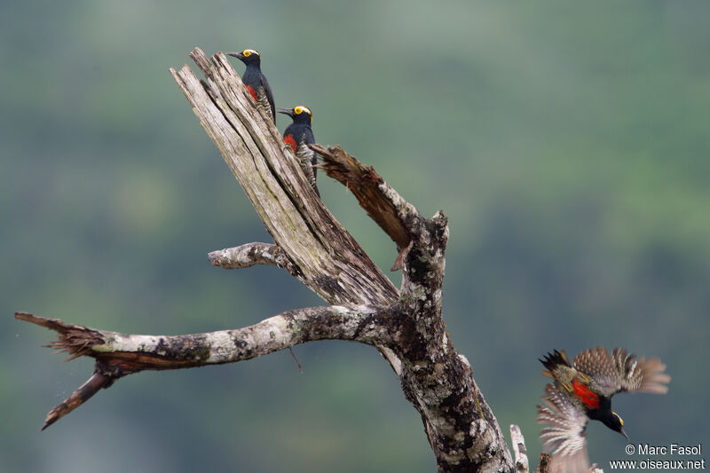 Yellow-tufted Woodpeckeradult, Flight