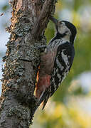 White-backed Woodpecker