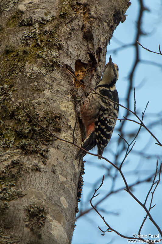 White-backed Woodpecker male adult, identification, feeding habits, eats