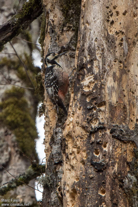 White-backed Woodpecker female adult, identification, feeding habits, fishing/hunting