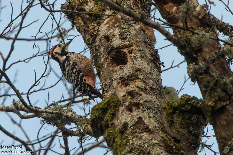 White-backed Woodpecker male adult breeding, feeding habits, fishing/hunting, Reproduction-nesting