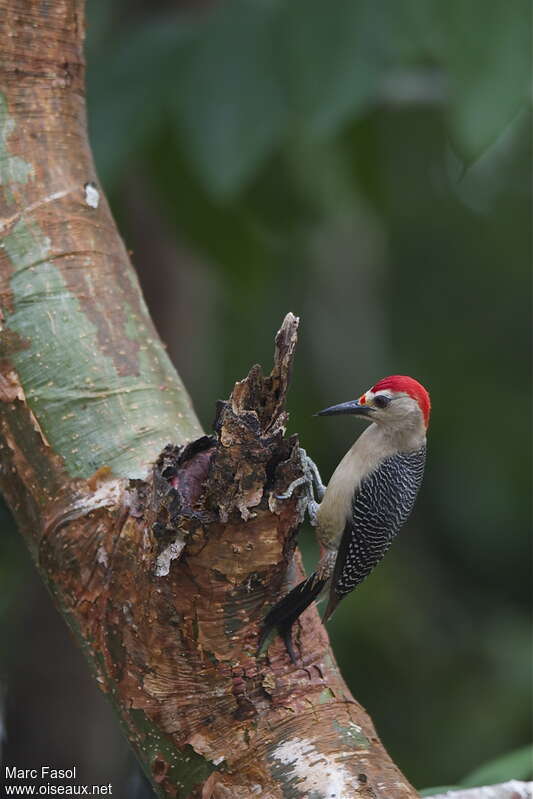 Golden-fronted Woodpecker male adult breeding, feeding habits, Behaviour