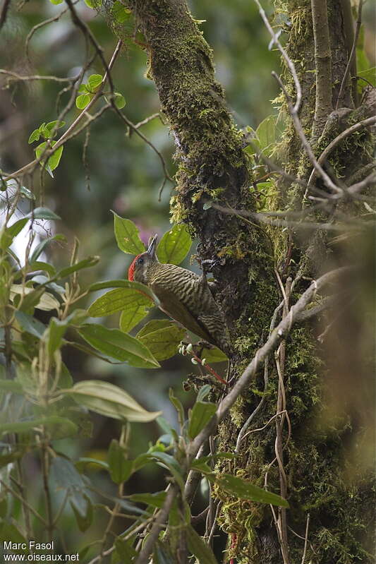 Bar-bellied Woodpecker male adult, feeding habits, Behaviour