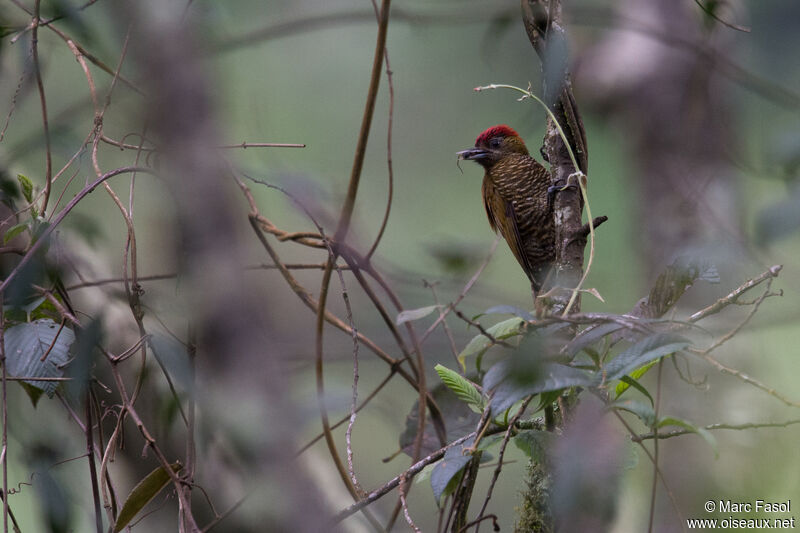 Bar-bellied Woodpecker male adult, identification, eats