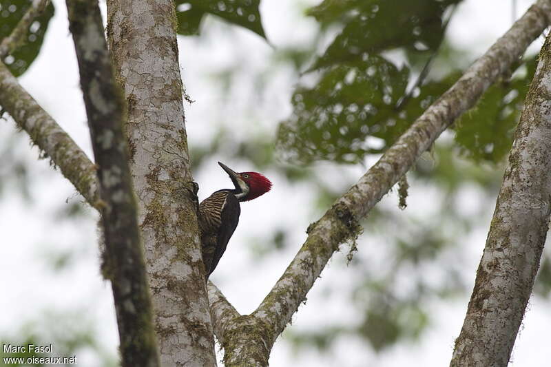 Guayaquil Woodpecker female adult, Behaviour