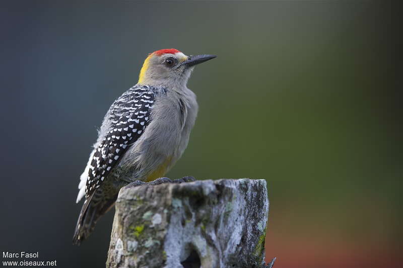 Hoffmann's Woodpecker male adult, identification