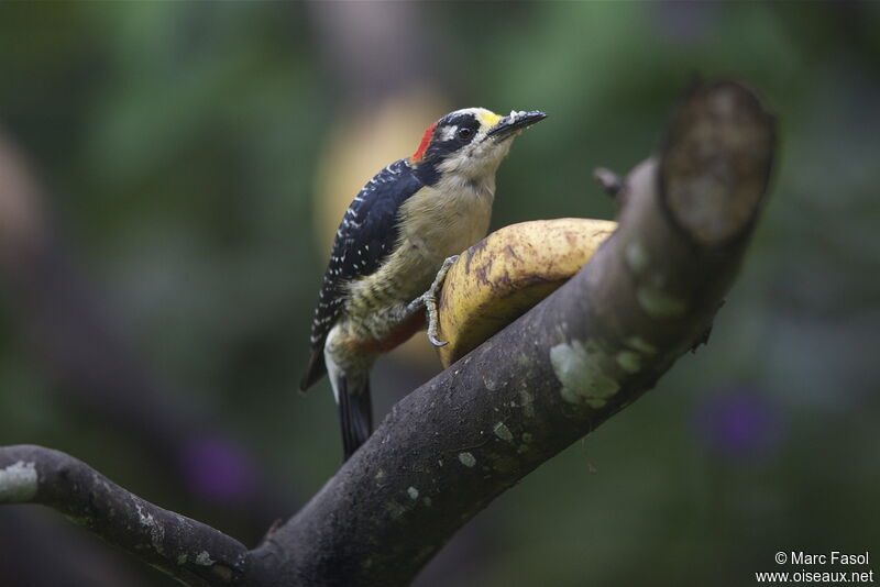 Black-cheeked Woodpecker female adult, identification, feeding habits, Behaviour