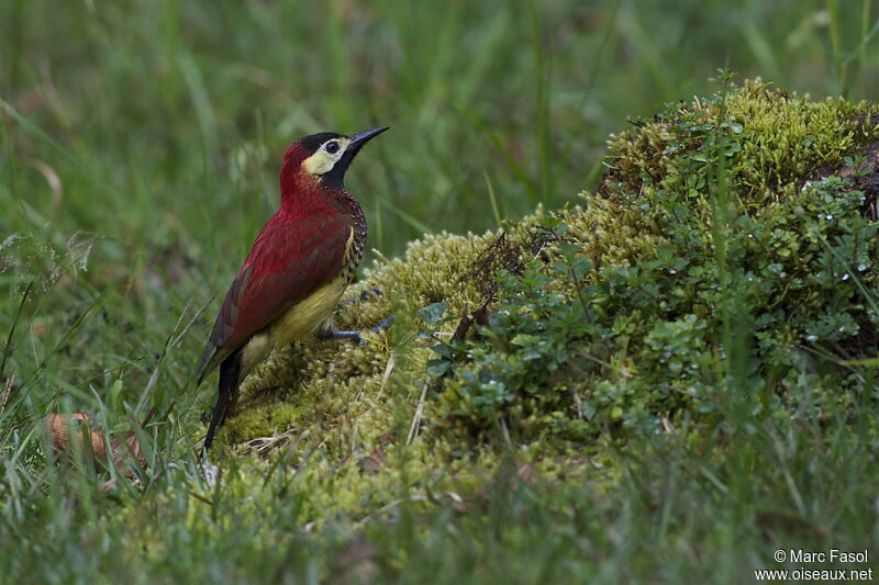 Crimson-mantled Woodpecker female adult, identification, Behaviour