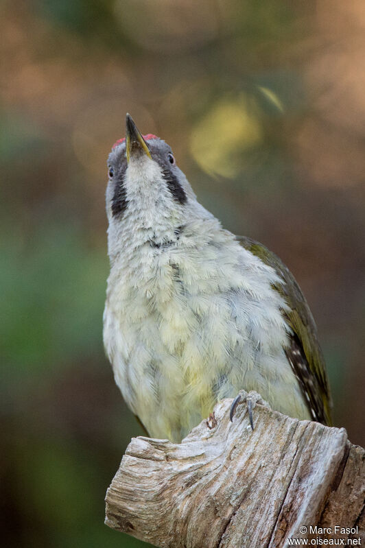 Iberian Green Woodpecker female First year, close-up portrait