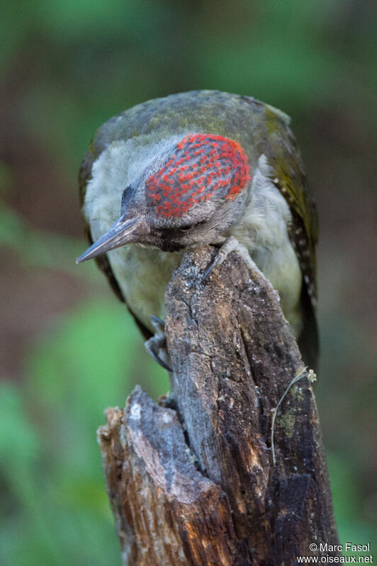 Iberian Green WoodpeckerFirst year