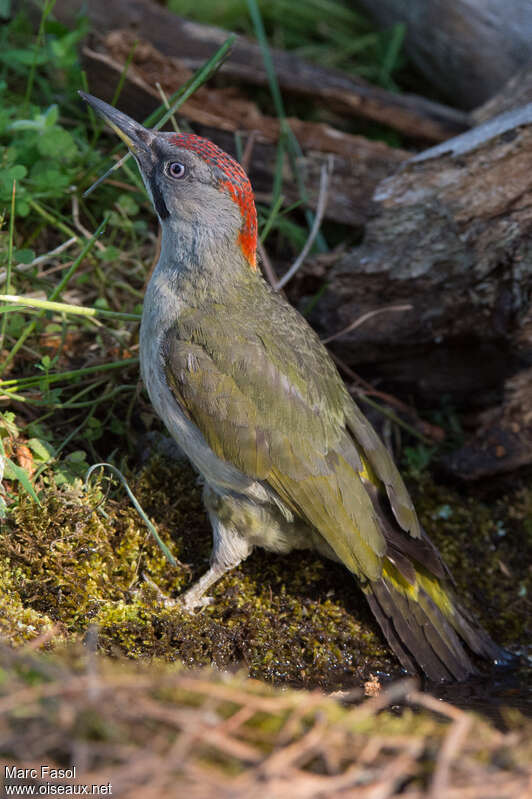 Iberian Green Woodpecker female subadult, identification