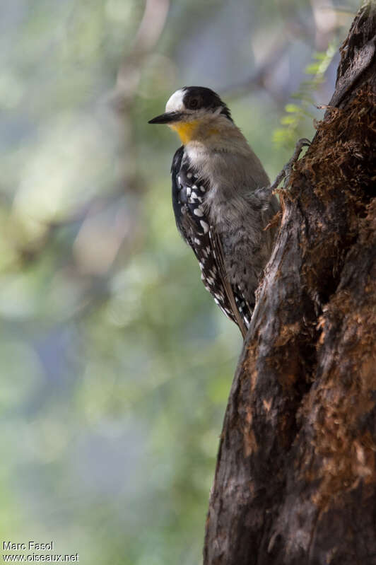 White-fronted Woodpecker male adult, close-up portrait