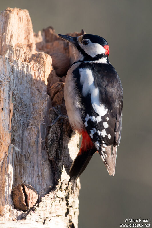 Great Spotted Woodpecker male adult, eats