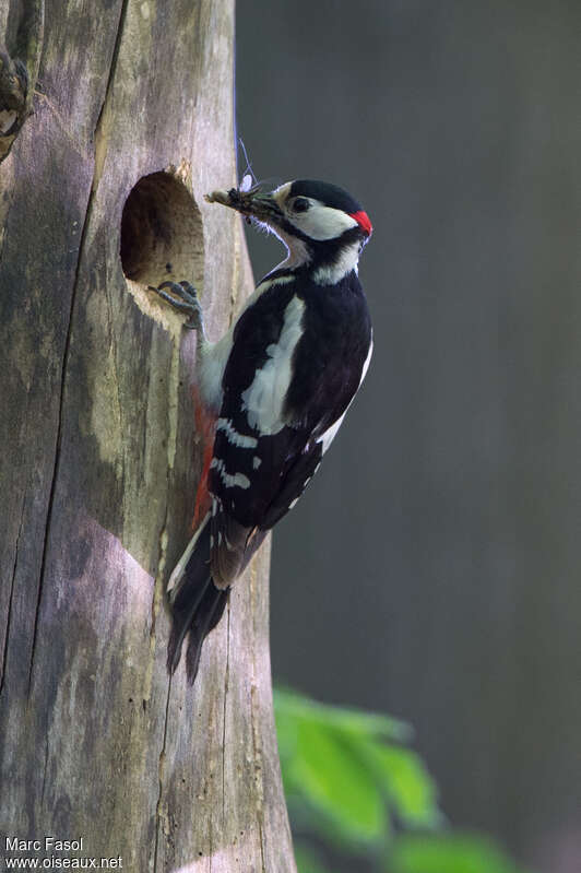 Great Spotted Woodpecker male, identification, feeding habits, Reproduction-nesting