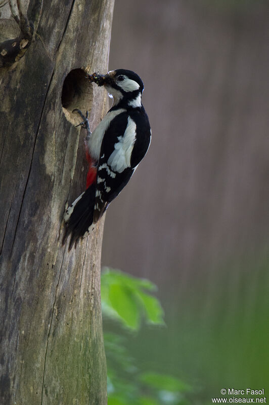 Great Spotted Woodpecker female adult, identification, feeding habits, Reproduction-nesting