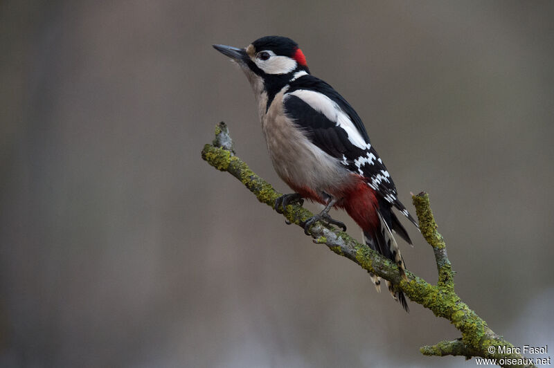 Great Spotted Woodpecker male adult post breeding