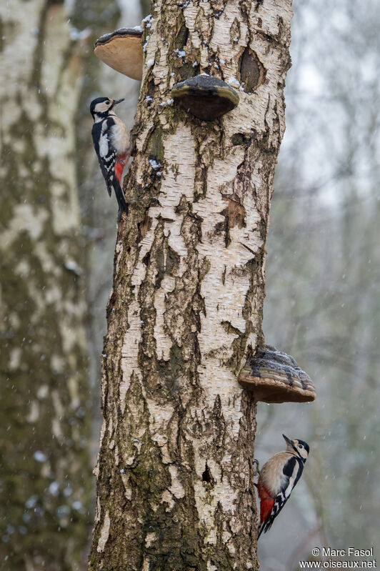 Great Spotted Woodpecker, identification, eats