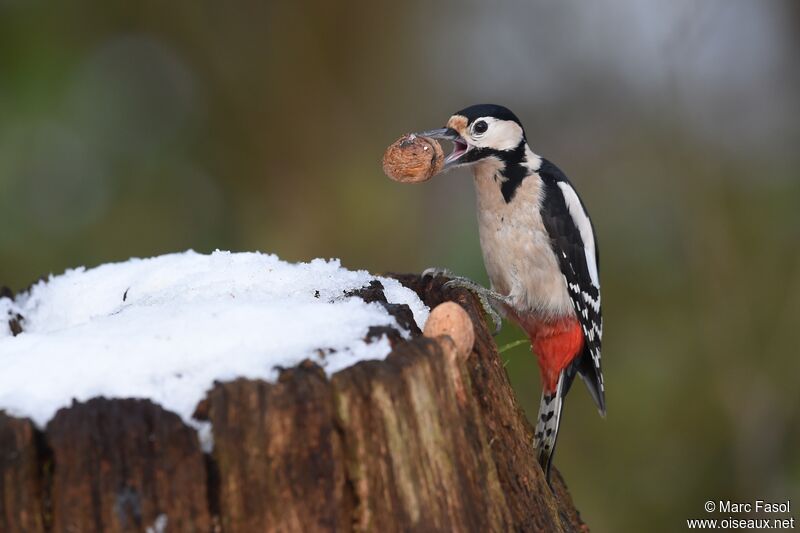 Great Spotted Woodpecker female adult, identification, feeding habits, Behaviour