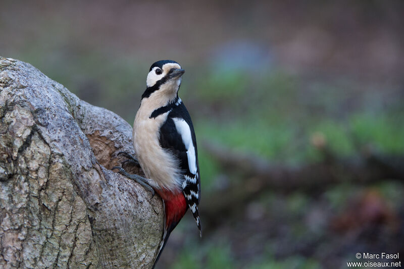Great Spotted Woodpeckeradult, identification