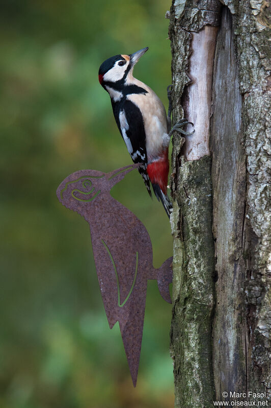 Great Spotted Woodpecker male adult post breeding, identification