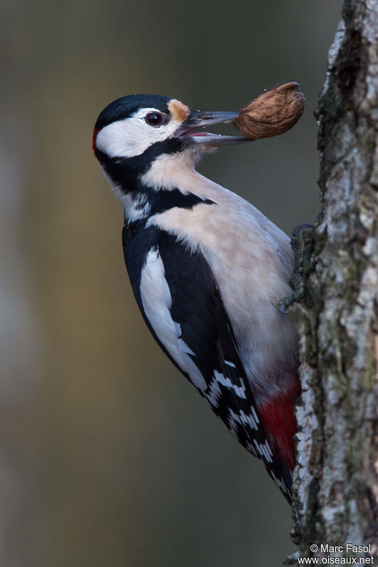 Great Spotted Woodpecker, close-up portrait, feeding habits, eats