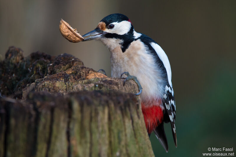 Great Spotted Woodpecker male, identification, feeding habits, eats