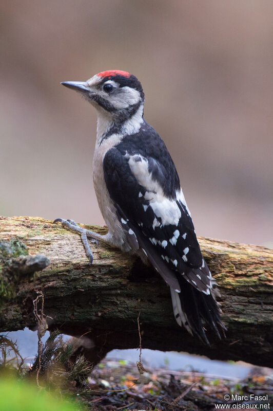 Great Spotted Woodpeckerjuvenile, identification