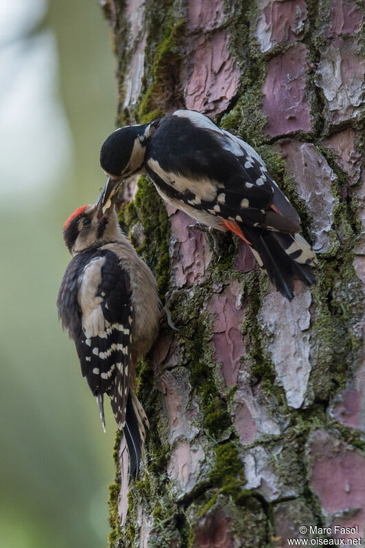 Great Spotted Woodpecker, eats