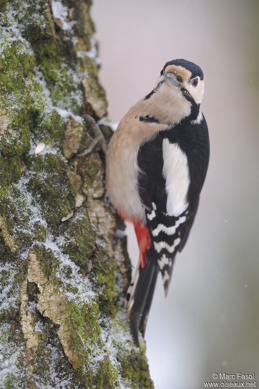 Great Spotted Woodpecker male adult post breeding, Behaviour