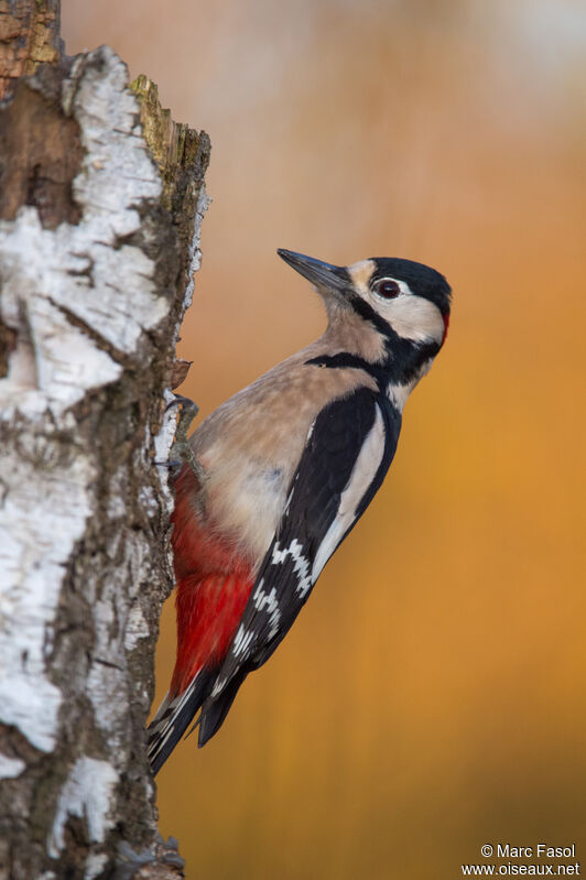 Great Spotted Woodpecker male adult, identification, eats