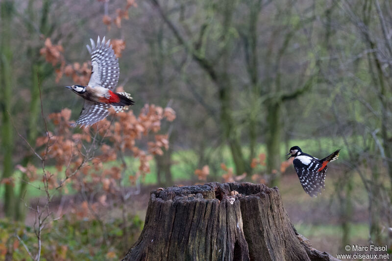 Great Spotted Woodpecker, Flight