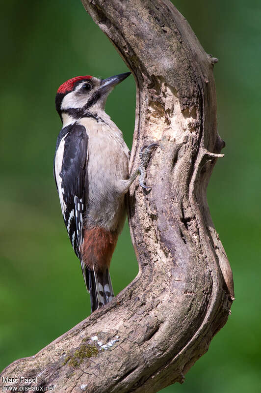 Great Spotted Woodpeckerjuvenile, identification, feeding habits